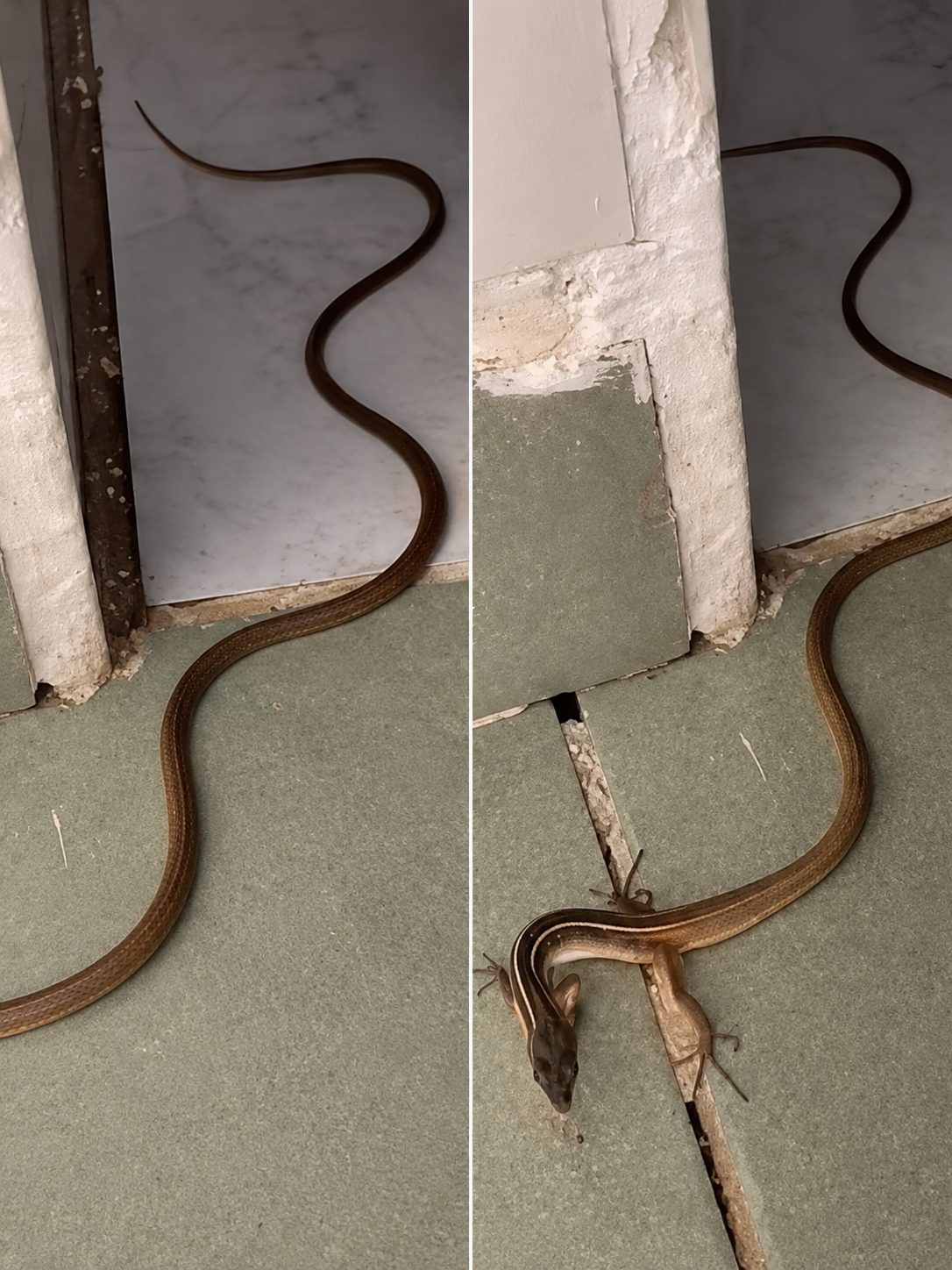 Serpent dans la maison : les bons réflexes à adopter sans paniquer
