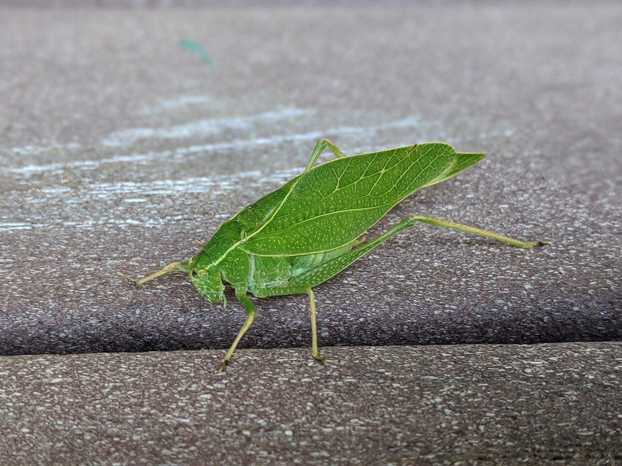 Pourquoi un insecte vert s’invite-t-il chez vous ? La réponse pourrait vous surprendre