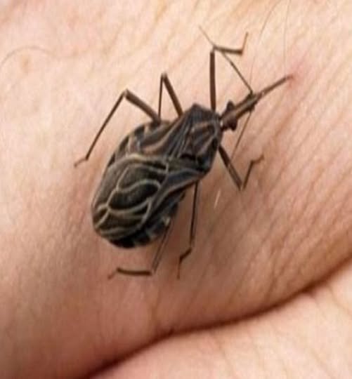 Illustration d'un insecte dangereux de couleur sombre