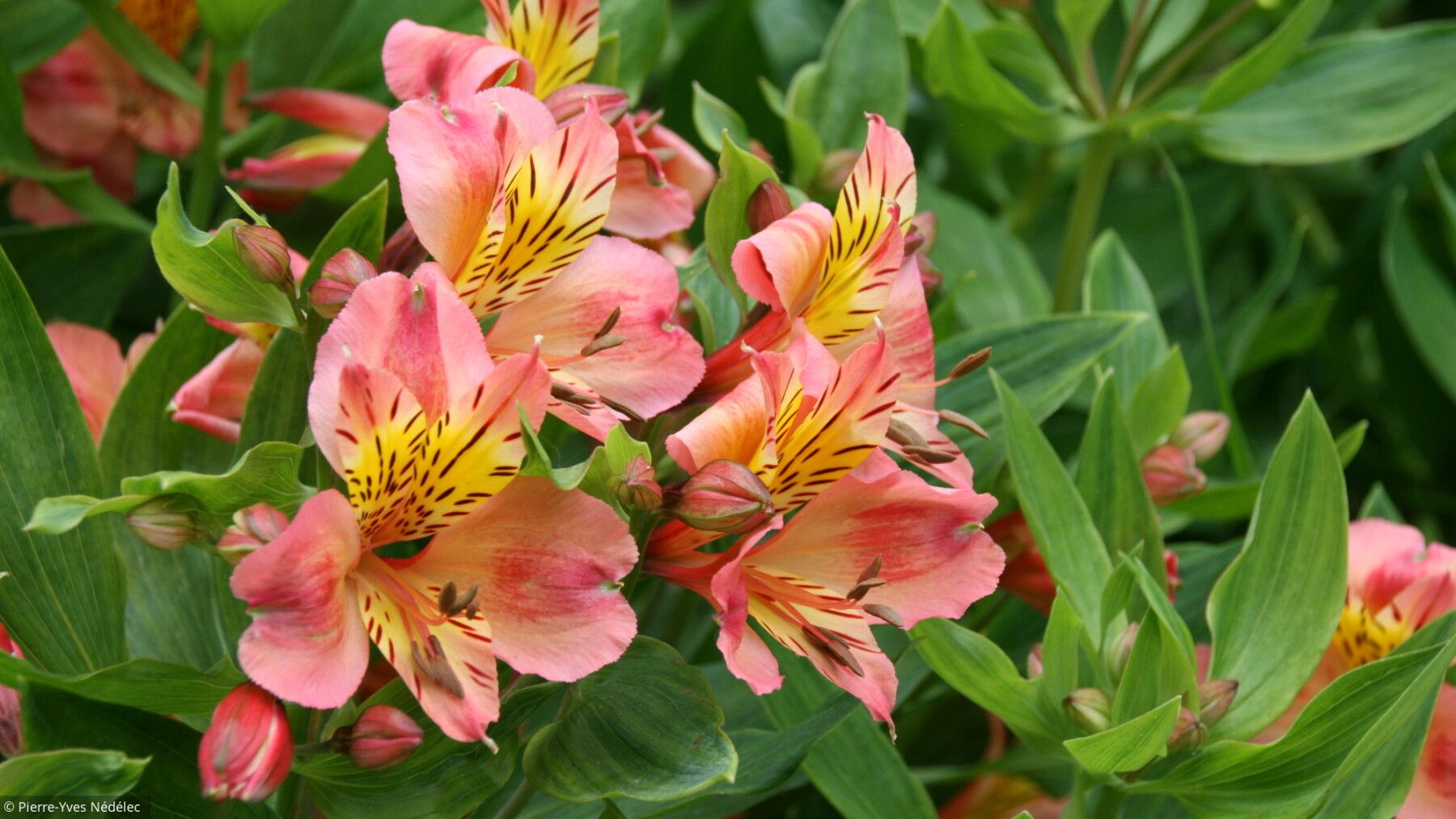 Jardin coloré avec une abondance de fleurs éclatantes