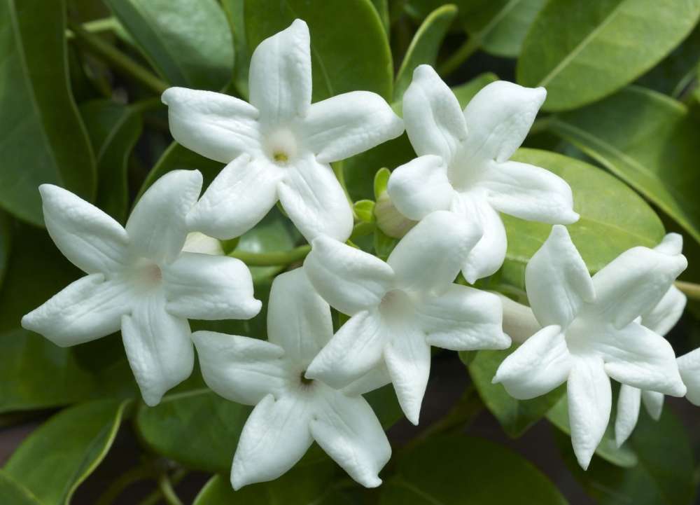 Jasmin blanc au parfum envoûtant