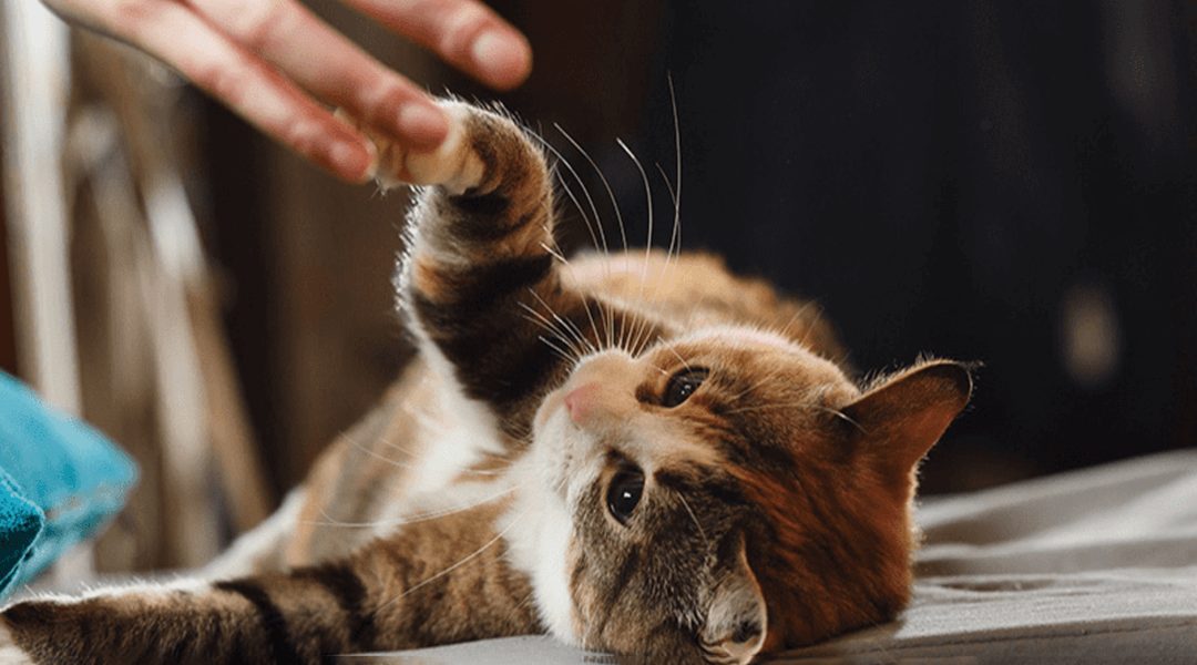 Morsures de chat : décryptage d’un langage secret bien plus tendre qu’il n’y paraît