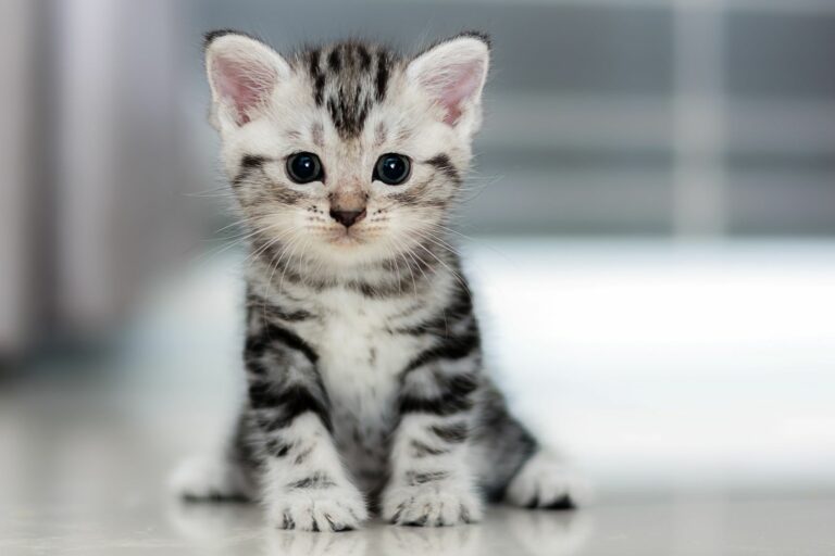Morsures de chat : décryptage des 6 messages cachés derrière ses petites dents