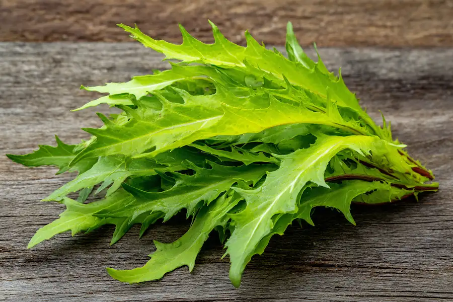 Feuilles fraîches de laitue sauvage riches en vitamines