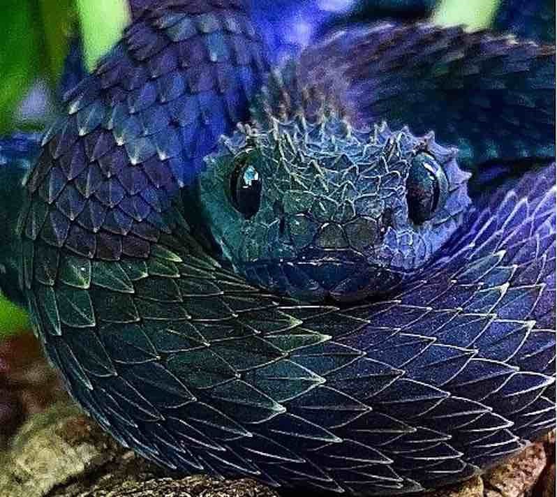 Ce test visultime va mettre vos nerfs à rude épreuve : parviendrez-vous à localiser le serpent caché dans cette image ?