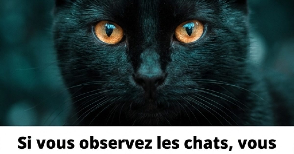 Les leçons de vie discrètes que nos chats nous offrent chaque jour
