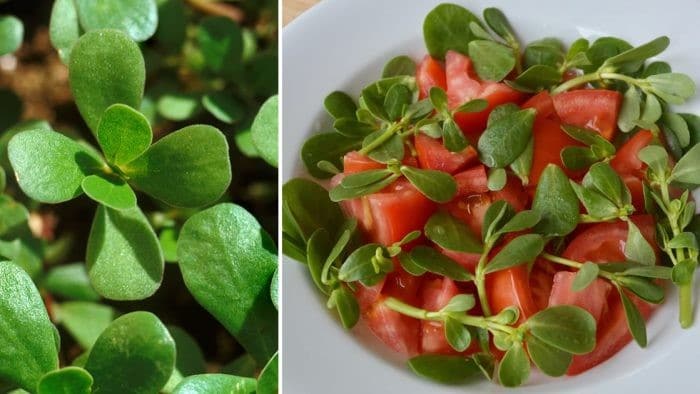 Utilisation culinaire du pourpier