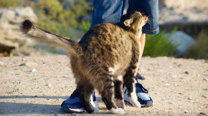 Kot czule ocierający się o nogę człowieka