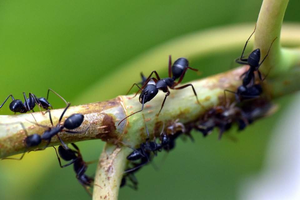 Lutte contre les fourmis