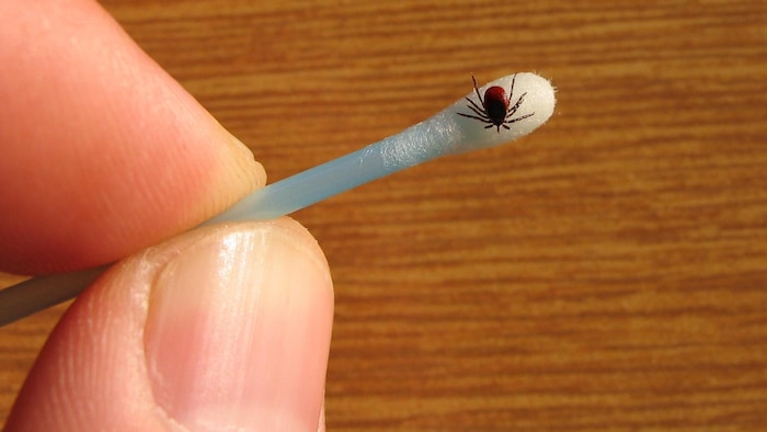 Matériel de prévention et de retrait d'une tique