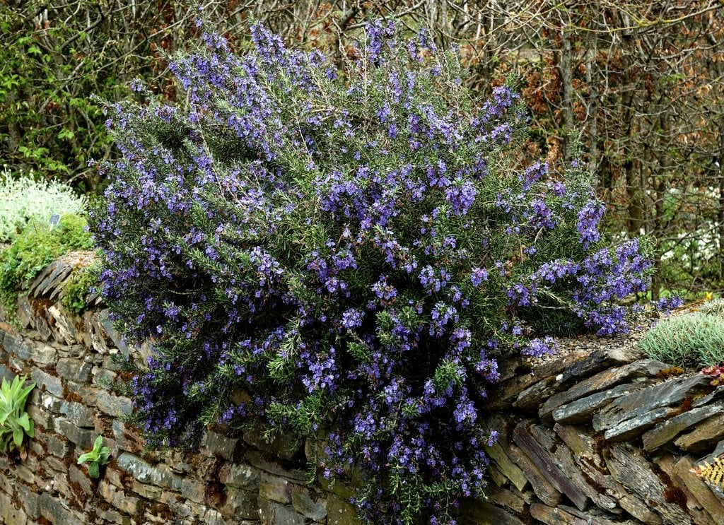 Gros plan sur les délicates fleurs bleu-mauve du romarin