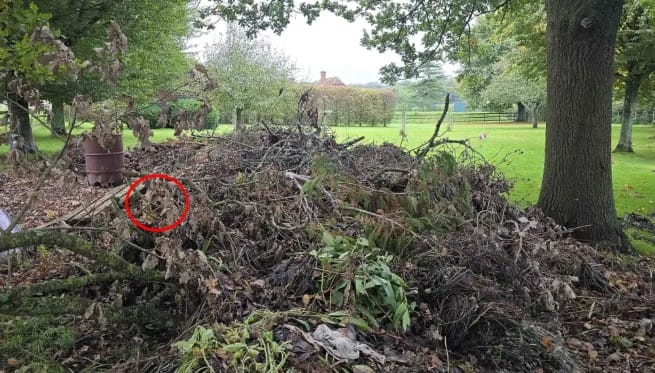 Ce test de vision va vous mettre au défi : seuls ceux qui possèdent un regard d’aigle dénicheront le chien dissimulé dans cette image
