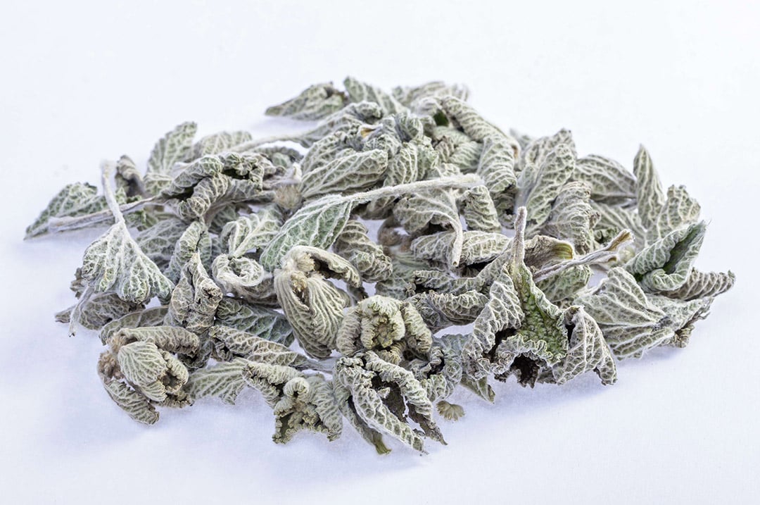 Plant de marrube blanc en pleine terre