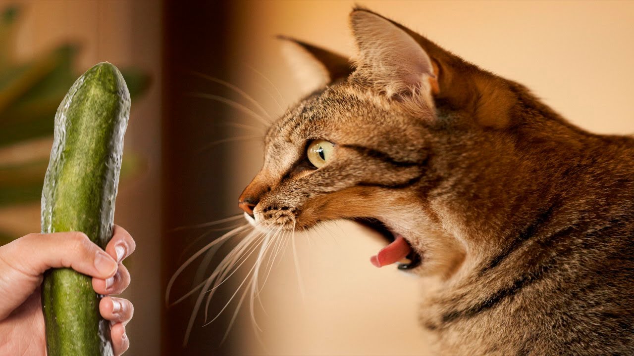 Kat verrast door komkommer achter zijn kom