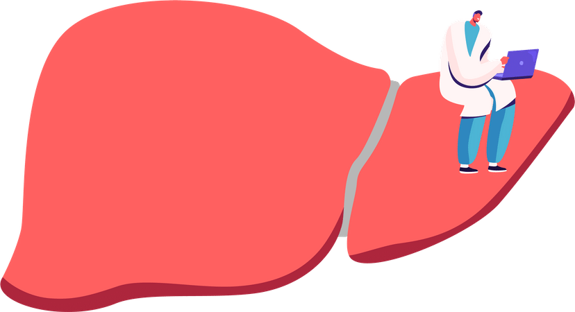 Illustration d'un foie en bonne santé