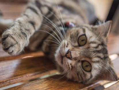 Chat confortablement installé dans un arbre à chat