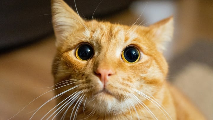 Chat blanc et roux se blottissant contre une personne