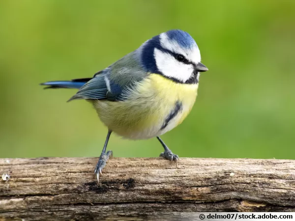 Portrait détaillé d'une mésange bleue aux couleurs vives