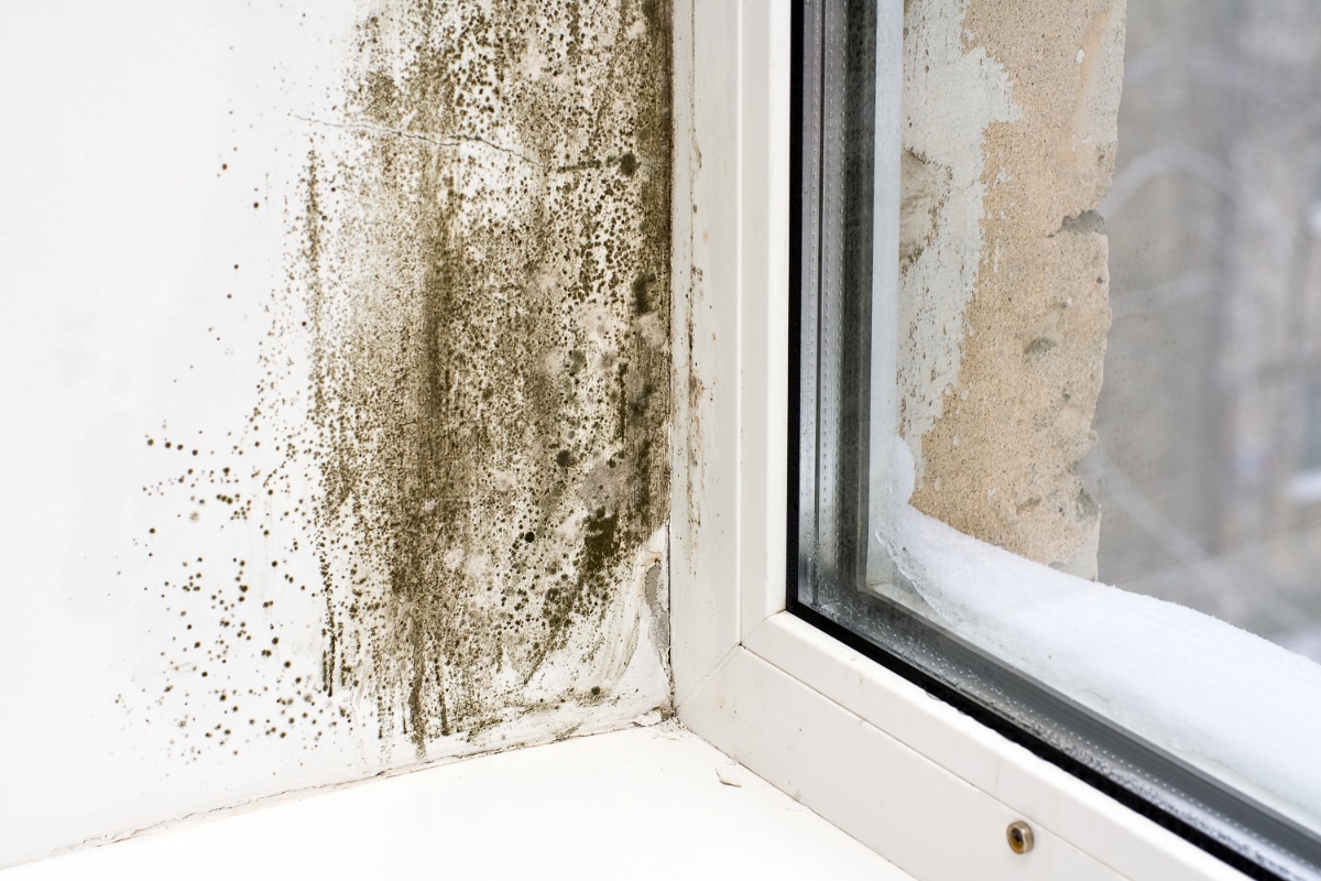 Moisissures sur un mur due à une mauvaise ventilation