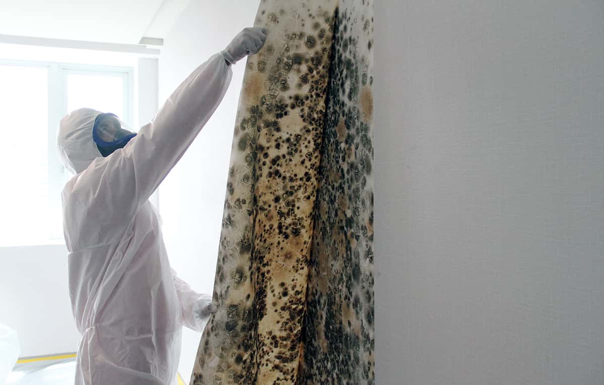 Traitement anti-moisissure sur un mur