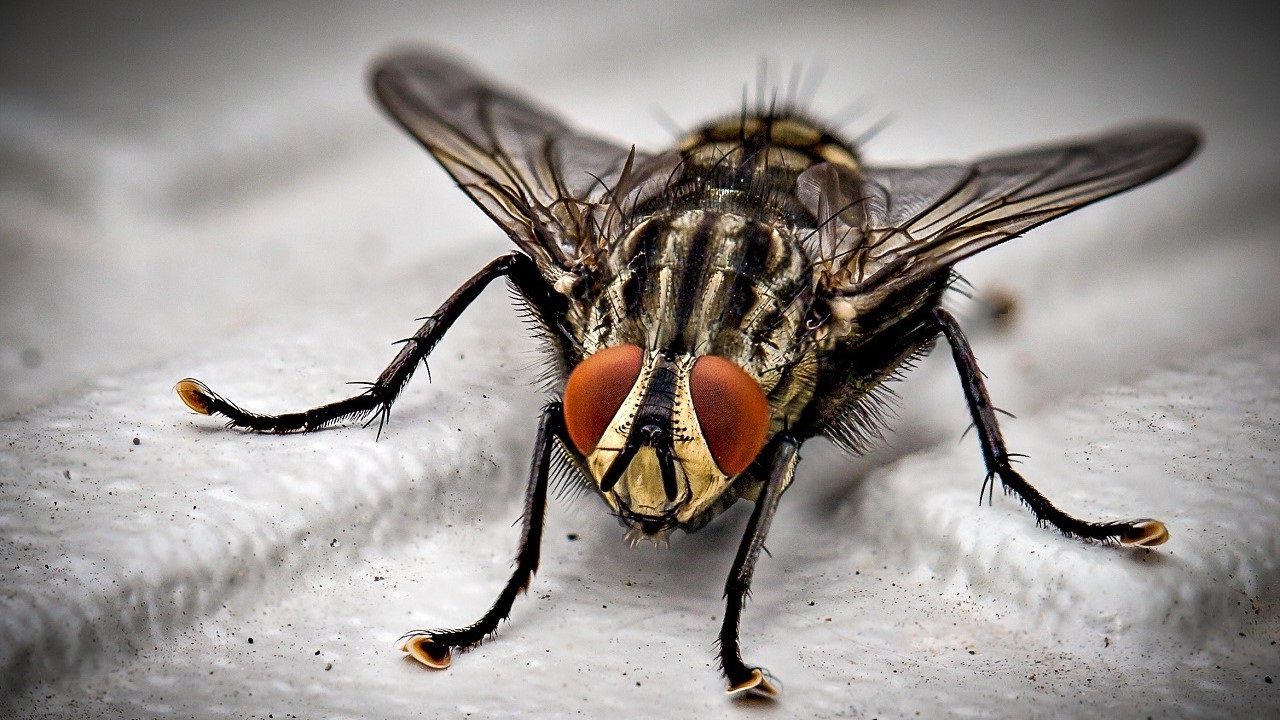 Une mouche se reposant sur une planche en bois