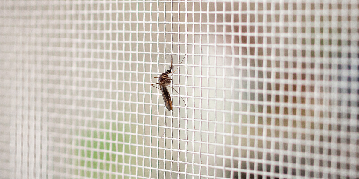 Moustique posé sur une moustiquaire de fenêtre