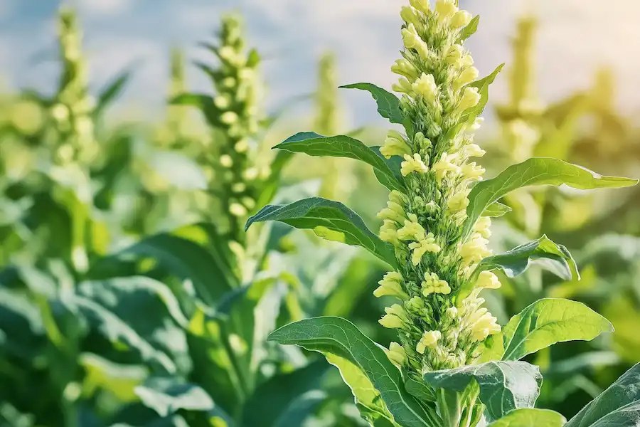 Plante de molène en croissance