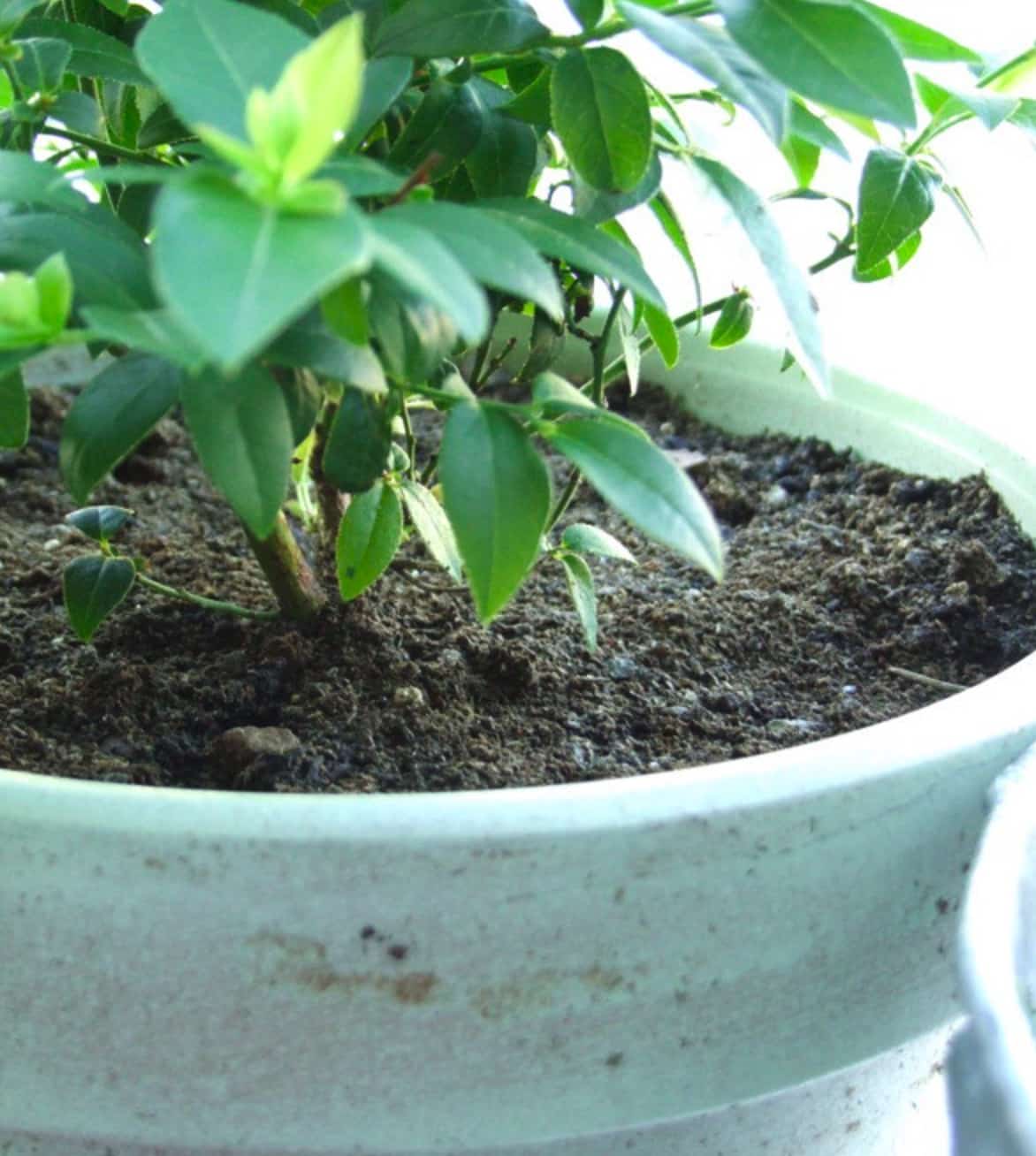 Myrtillier en pot sur un balcon ensoleillé
