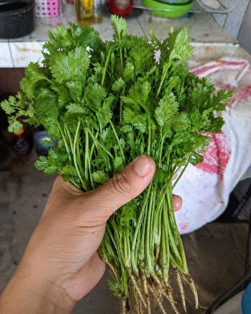Coriandre : les bienfaits insoupçonnés de cette herbe sur votre santé