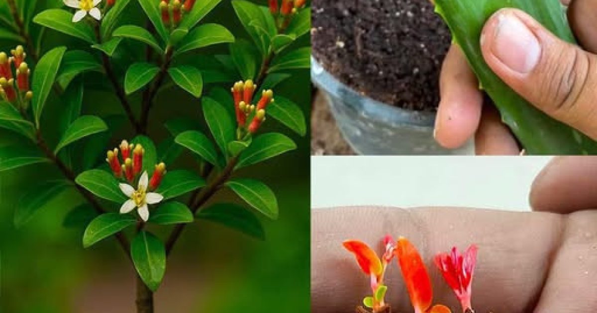 Faire germer des clous de girofle à la maison : la méthode naturelle à la pomme de terre