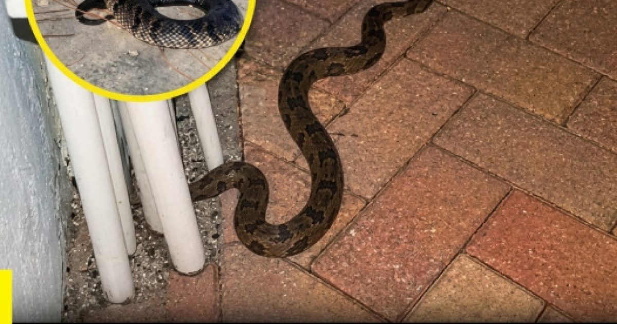 Serpent dans la maison : significations profondes et conseils pratiques pour garder son calme