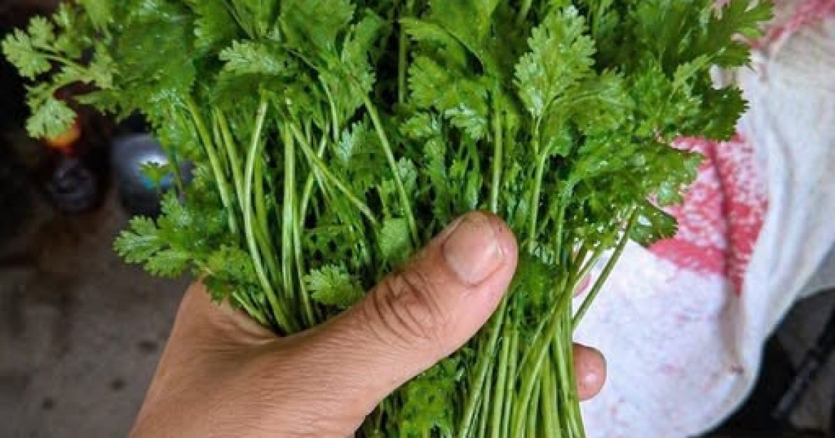 Coriandre : les bienfaits surprenants de cette herbe aromatique sur votre santé