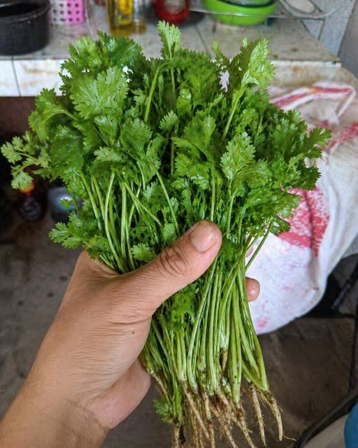 Coriandre : les bienfaits surprenants de cette herbe aromatique sur votre santé