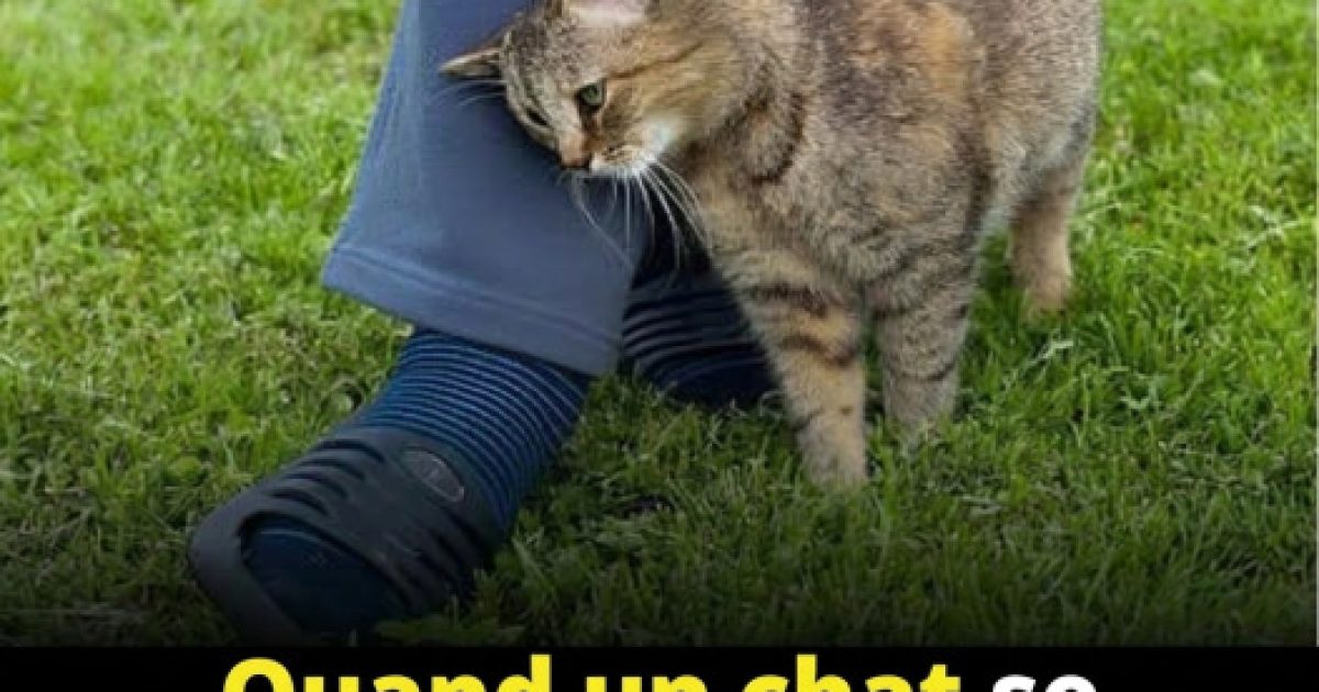 Pourquoi votre chat se frotte-t-il contre vous ? Les vraies raisons derrière ce geste