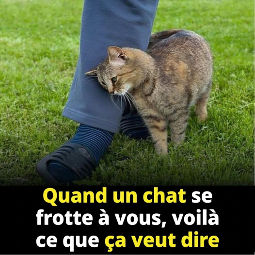 Pourquoi votre chat se frotte-t-il contre vous ? Les vraies raisons derrière ce geste