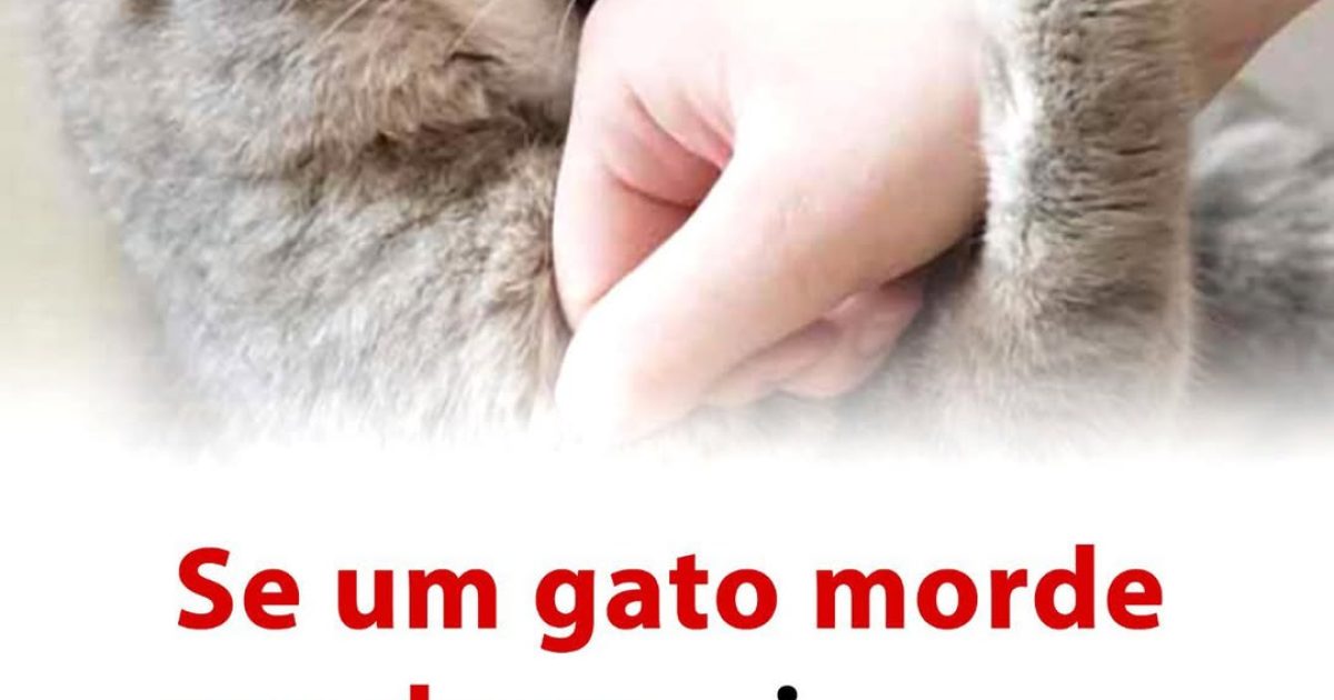 Pourquoi votre chat vous mord : les vraies raisons derrière ce comportement