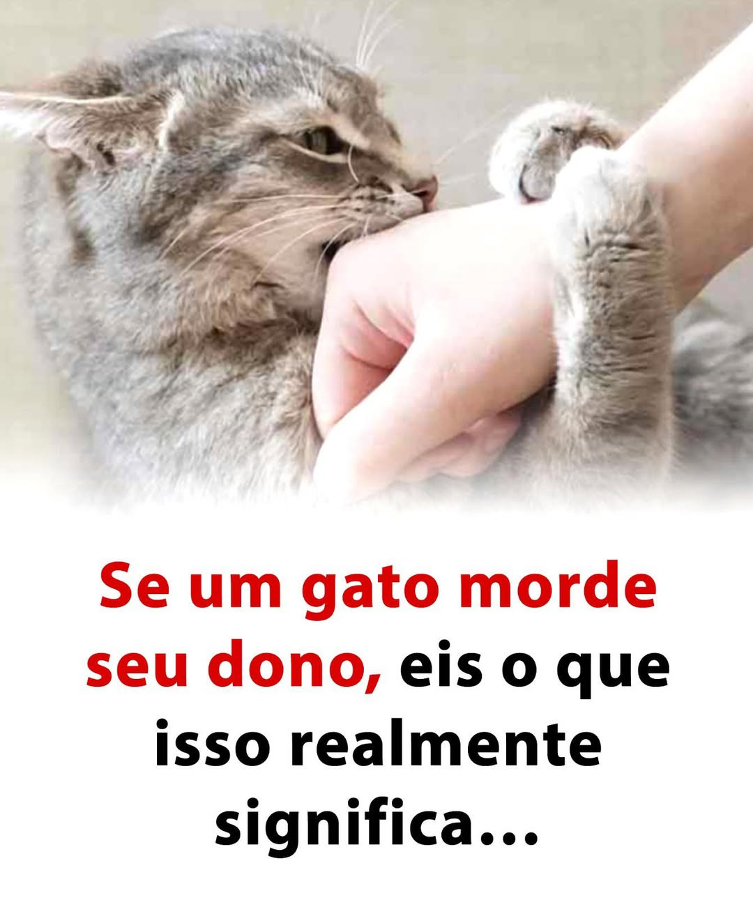Pourquoi votre chat vous mord : les vraies raisons derrière ce comportement