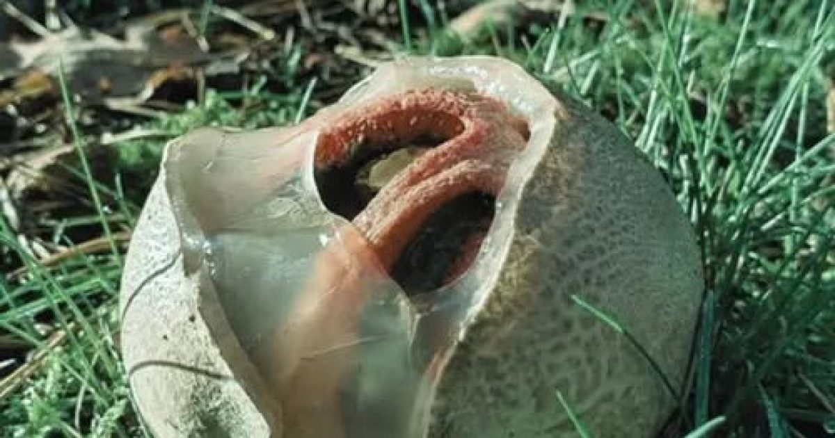Le Phallus impudicus : ce champignon étrange qui pousse à vue d'œil et fascine les promeneurs