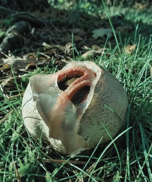 Le Phallus impudicus : ce champignon étrange qui pousse à vue d'œil et fascine les promeneurs