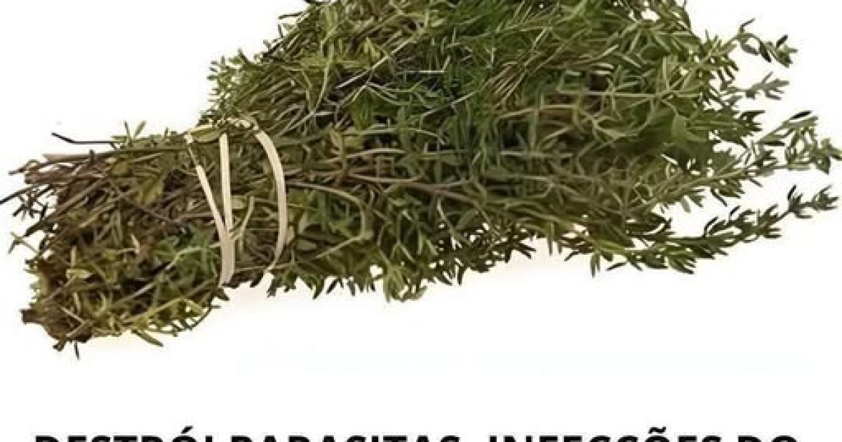 Origan : les bienfaits insoupçonnés de cette herbe aromatique sur votre santé