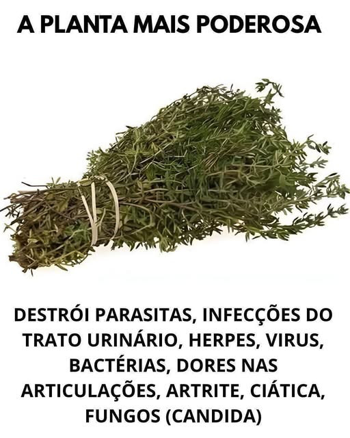 Origan : les bienfaits insoupçonnés de cette herbe aromatique sur votre santé