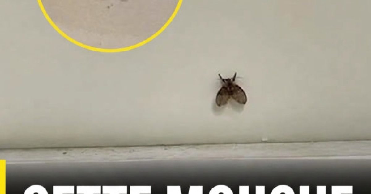 Mouches de salle de bain : pourquoi elles reviennent et comment s'en débarrasser pour de bon