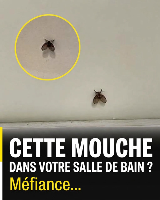 Mouches de salle de bain : pourquoi elles reviennent et comment s'en débarrasser pour de bon