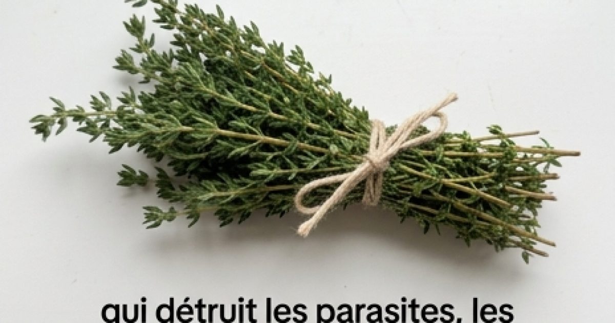 Huile d'origan et busserole : ces plantes antimicrobiennes qui soutiennent votre confort digestif et urinaire