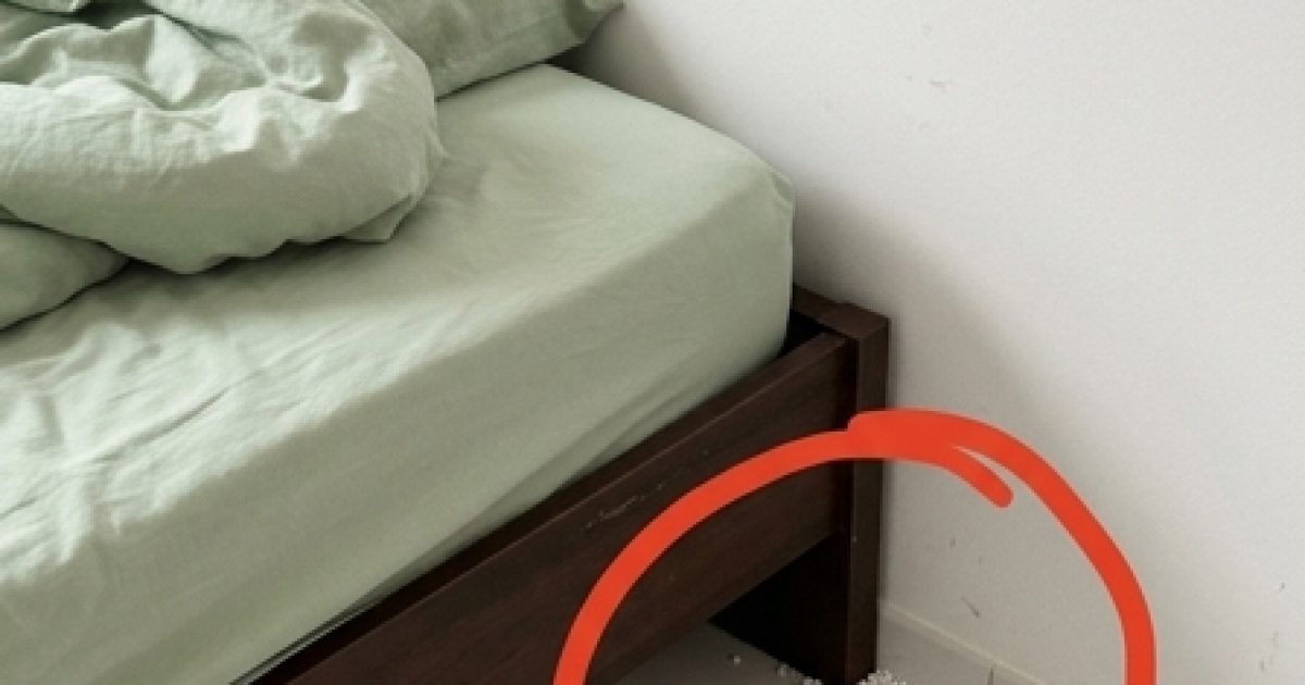 Petites boules blanches près du lit : œufs de lézard ou autre chose ? Ce qu'il faut savoir