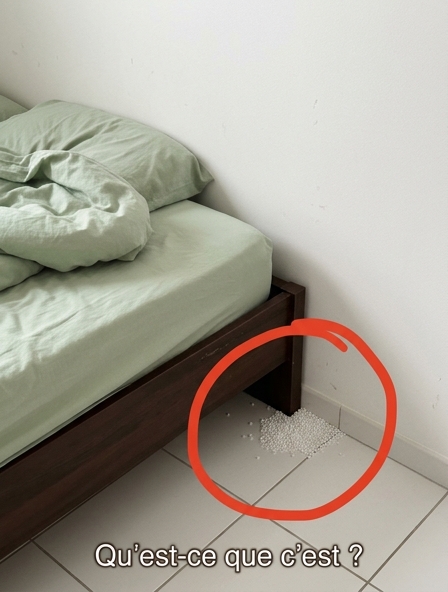Petites boules blanches près du lit : œufs de lézard ou autre chose ? Ce qu'il faut savoir