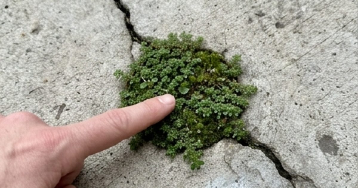 Euphorbia hirta : la plante des bords de chemin qui cache de précieuses vertus traditionnelles