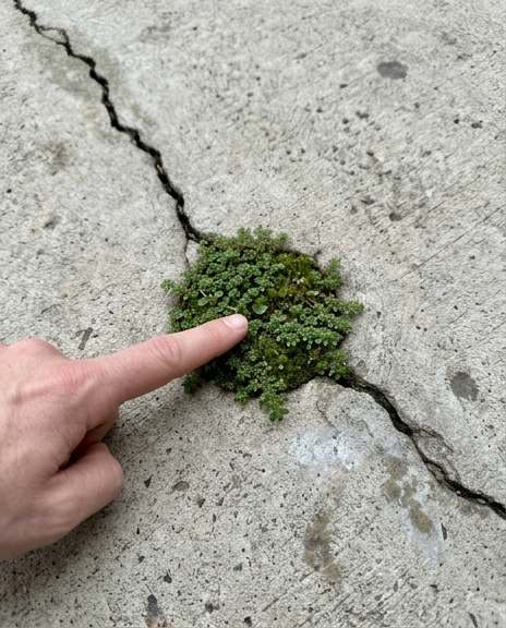 Euphorbia hirta : la plante des bords de chemin qui cache de précieuses vertus traditionnelles