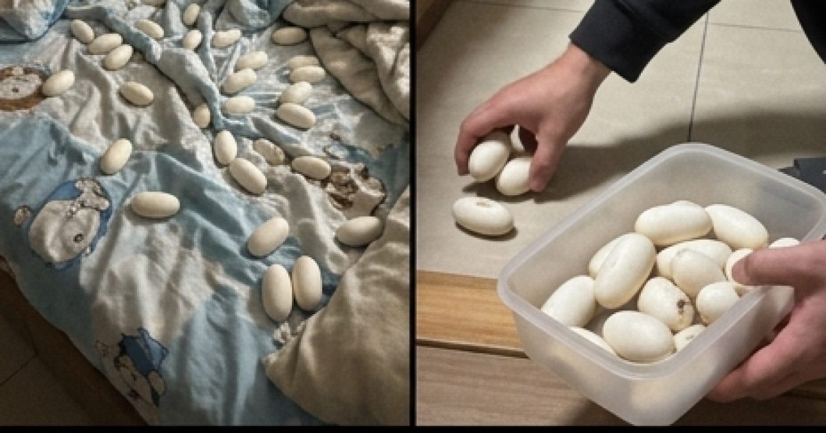 Des œufs de reptiles découverts dans une maison vide : que faire et comment l'éviter ?