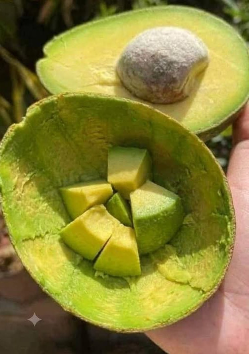 Avocat : 7 bonnes raisons de l'inviter dans votre assiette chaque jour